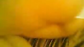 حمار عربى اصيل